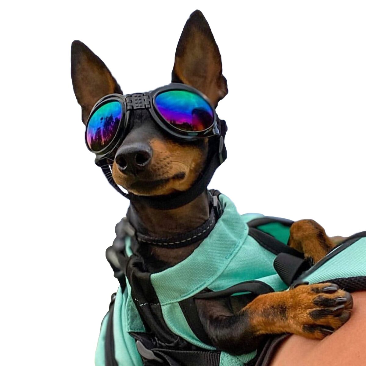 Gafas Para Perros K9 Sport Shades &Ndash; 1 &Ndash; Compraya 507 Gafas Para Perros K9 Sport Shades