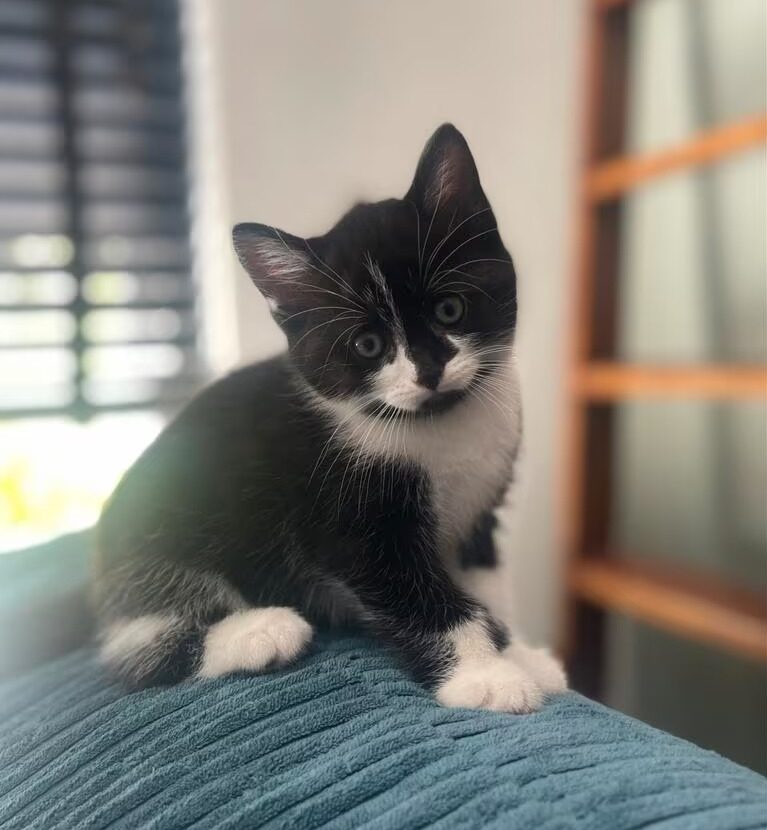 Gatito Europeo De Pelo Corto &Ndash; 1 &Ndash; Compraya 507 Gatito Europeo De Pelo Corto