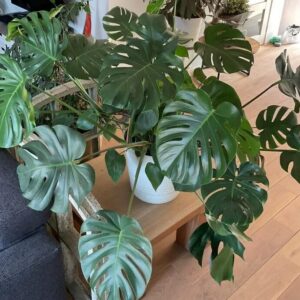 Planta Monstera Grande