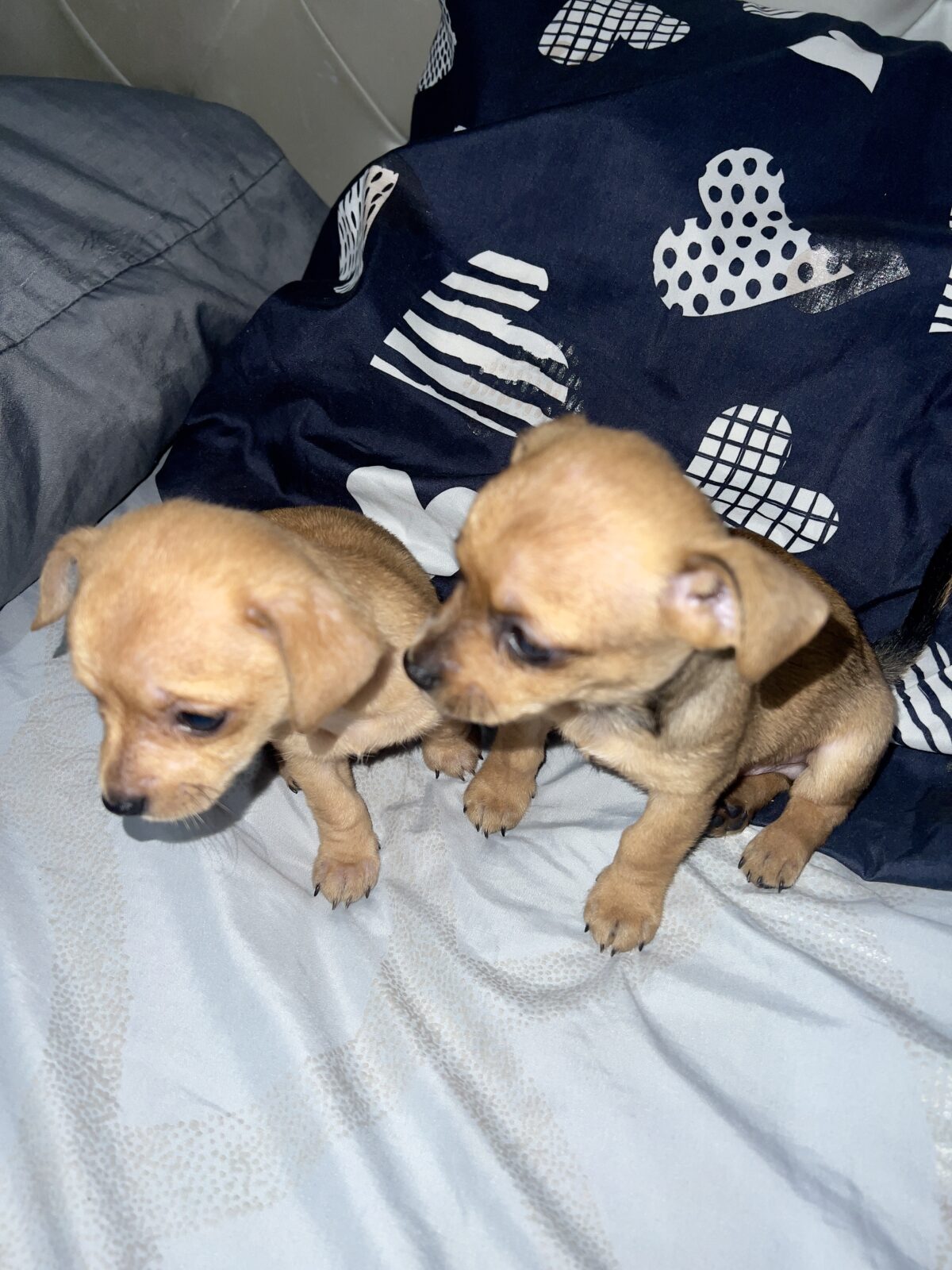 Chihuahuas - Image 3