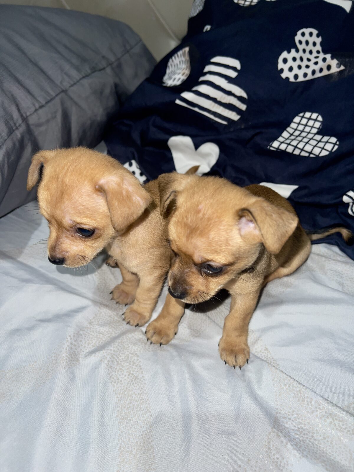 Chihuahuas - Image 2