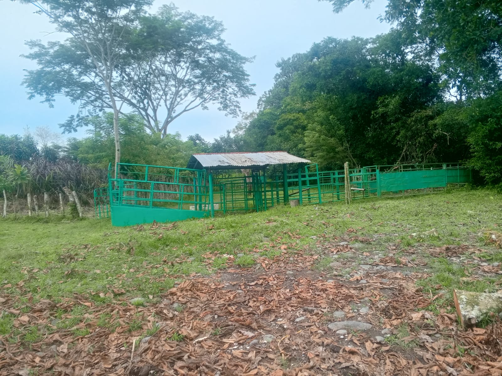finca ganadera, finca lechera en producción, Bugaba, Chiriquí, Panamá, 41 hectáreas, ordeño automatizado